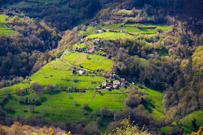 High angle view of trees on field