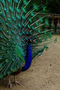 Peacock on a field