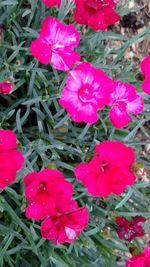 Close-up of pink flowers