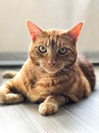 Close-up portrait of a cat sitting