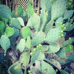 High angle view of prickly pear cactus