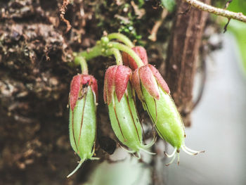 Close-up of plant growing outdoors