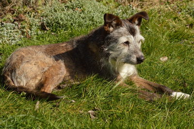 Close-up of dog lying on grass