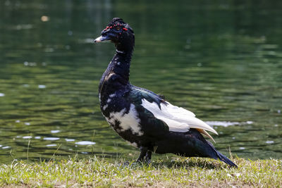 Duck drinking water