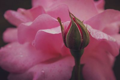 Close-up of pink rose blooming outdoors