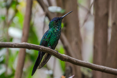 Close-up of bird perching on branch