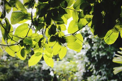 Low angle view of tree