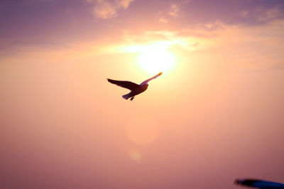 Silhouette bird flying in sky