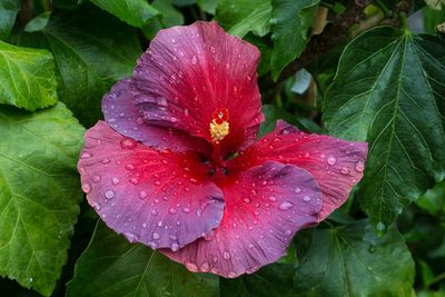 Close-up of wet red hibiscus blooming outdoors