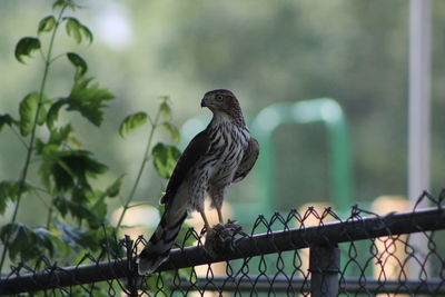 Bird perching on fence