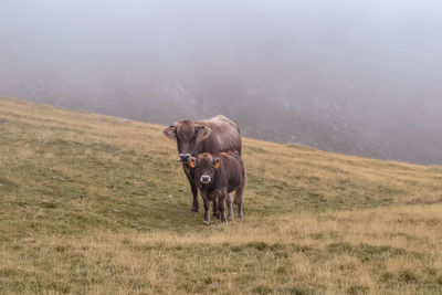 Family of cows in the clouds