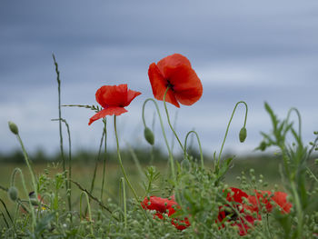 Close-up of red poppy flowers on field