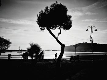 Trees against sky