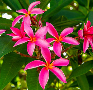 Close-up of pink flowering plants