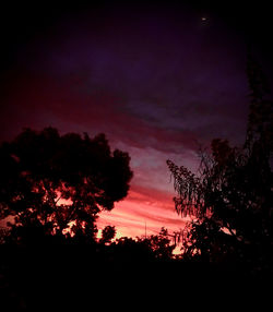 Low angle view of silhouette trees against sky at sunset