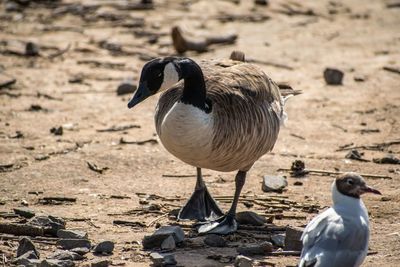 View of birds on land