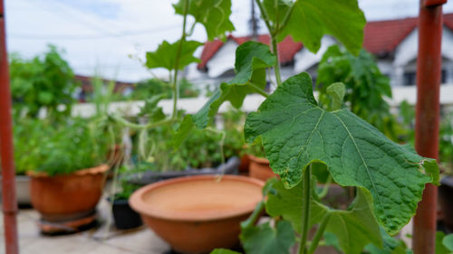 Close-up of potted plant