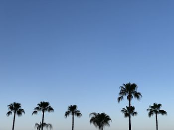 Low angle view of palm trees against clear blue sky