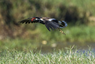 Bird flying in a field