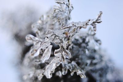 Close-up of snow on plant