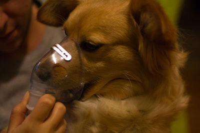 Cropped hand adjusting dog oxygen mask at home