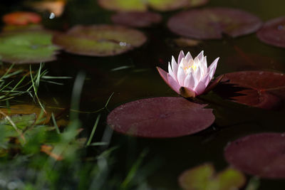 Close-up of water lily in lake