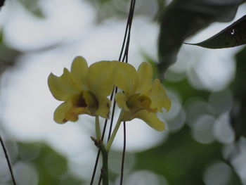 Close-up of flowering plant