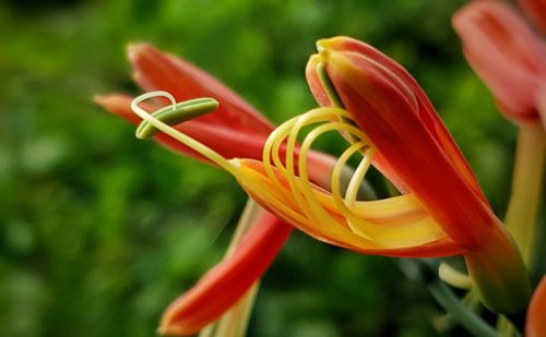 Close-up of red flowering plant