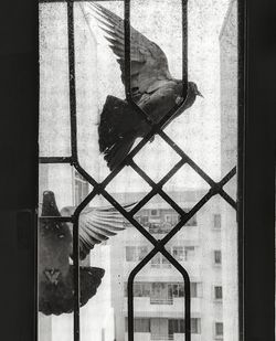 Low angle view of bird perching on window