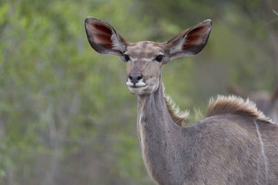 Close-up portrait of deer standing on land
