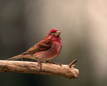 Close-up of bird perching on a tree