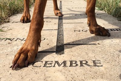 Low section of dog standing on footpath