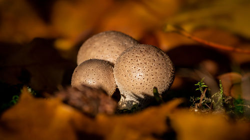 Close-up of mushroom growing on field