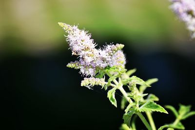 Close-up of plant