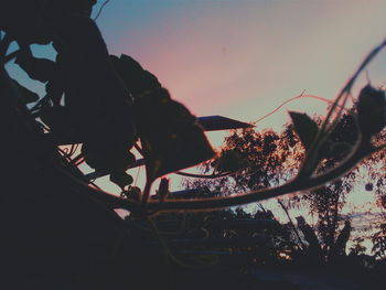 Low angle view of silhouette trees against sky