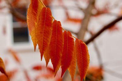 Close-up of autumnal leaves against blurred background