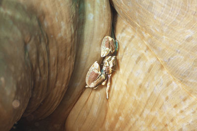 High angle view of shell on wood