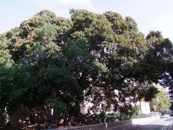 Trees against sky