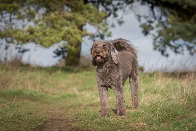 Portrait of dog standing on field