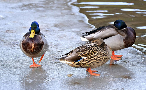 Close-up of mallard ducks