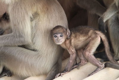 Close-up of monkey sitting