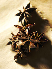 Close-up of star anise on wooden table