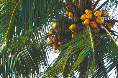 Low angle view of coconut palm tree