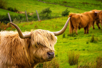 Cow standing on field