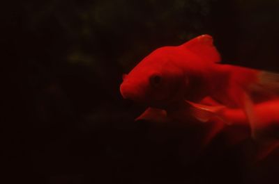 Close-up of fish swimming in aquarium