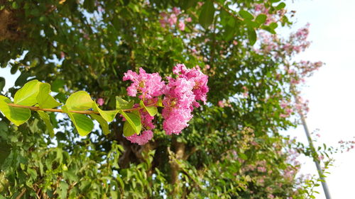 Close-up of pink flowers