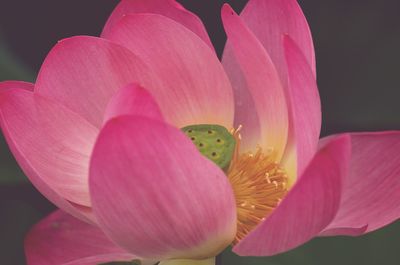 Close-up of pink lily