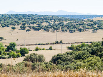 Scenic view of field against clear sky