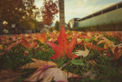 Close-up of maple leaves