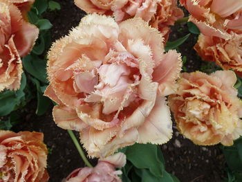 Close-up of roses